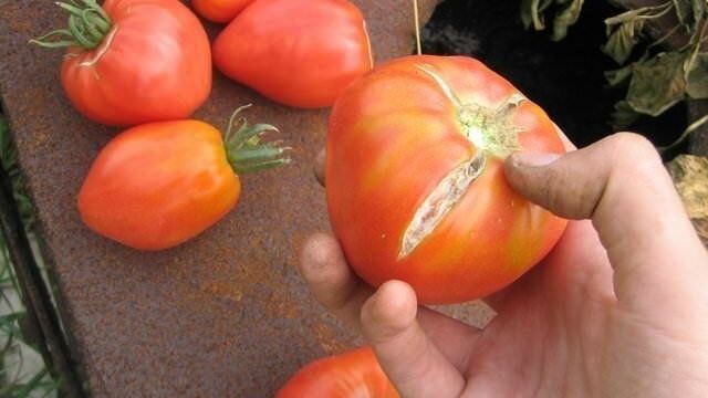 Почему помидоры в теплице трескаются