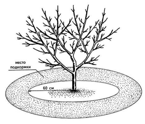 Приствольный круг плодовых деревьев