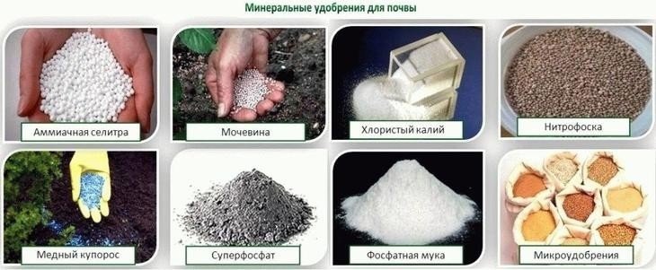 Минеральные и органические удобрения