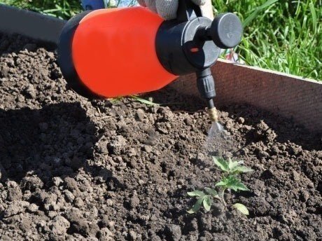 Обработка почвы томат