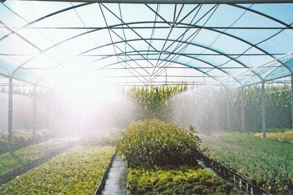 Система туманообразования для сохранения свежести зелени и овощей
