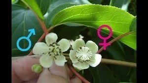 Актинидия коломикта цветы женские и мужские