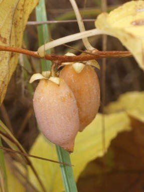 Актинидия полигама абрикосовая