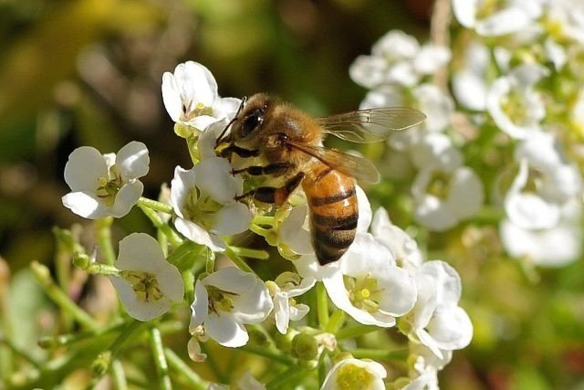 Пчелы в саду