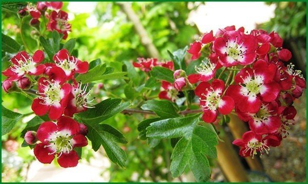 Боярышник crataegus laevigata crimson cloud