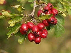 Боярышник обыкновенный crataegus laevigata