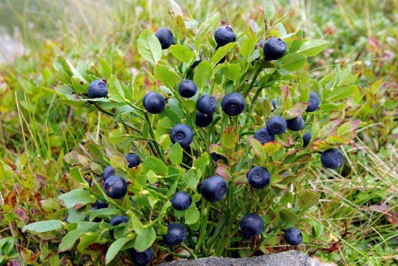 Черника обыкновенная куст