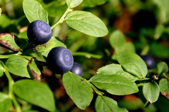 Vaccinium myrtillus черника ягоды