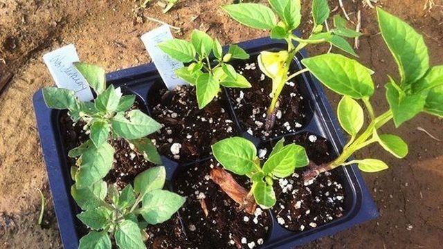 Особенности посадки и выращивания санберри