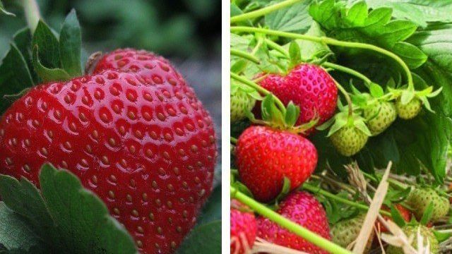 Сорт клубники «эльсанта»: как выращивать вкусную, но прихотливую ягоду