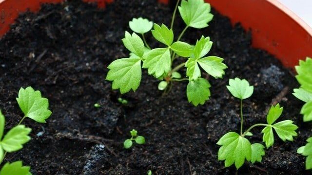 Советы как вырастить землянику из семян