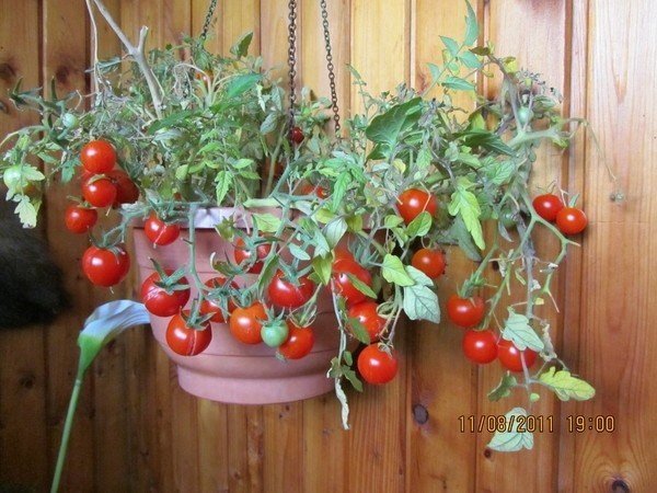 Балконное чудо помидоры агрони