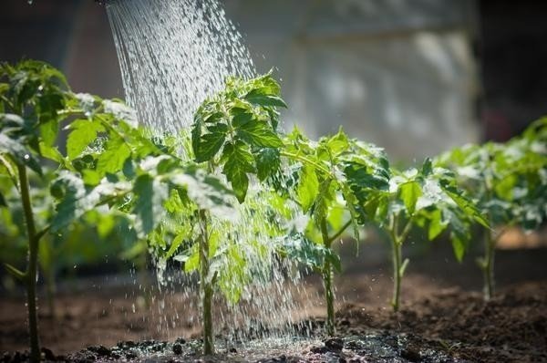 Ес поливной воды для томатов