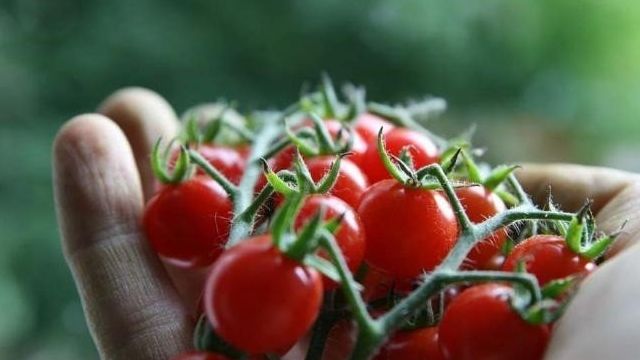 Томат «клюква в сахаре» — отзывы покупателей. Выращивание и уход за сортом томатов «клюква в сахаре»