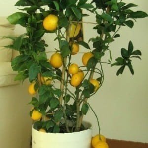 Лимонное дерево комнатное росток