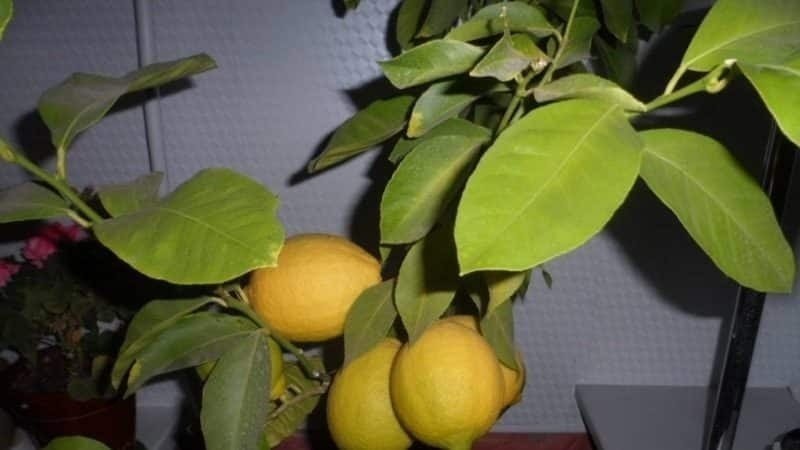 Павловский сорт лимона