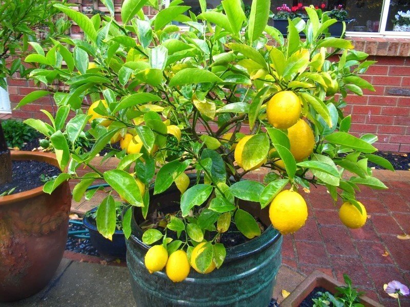 Лимонное дерево мейера