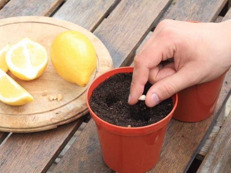 Вырастить лимон из косточки в домашних условиях