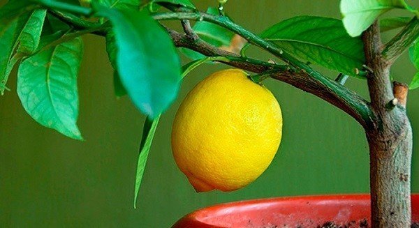 Лимон из косточки