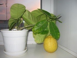 Лимон мейера росток