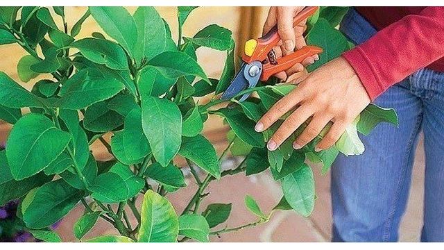 Как вырастить лимон из косточки в домашних условиях и как создать оптимальные условия для произрастания тропического деревца