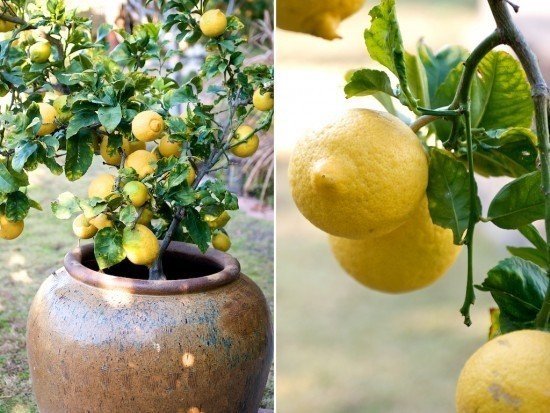 Дерево лимона в домашних условиях