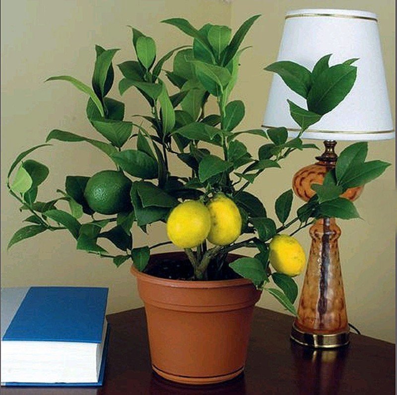 Лимон комнатное растение