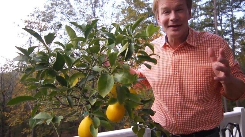 Лимонное дерево полив
