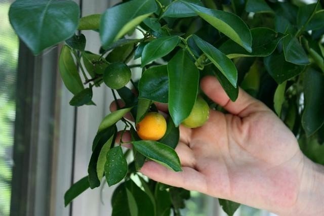 Апельсиновое дерево роберт уден