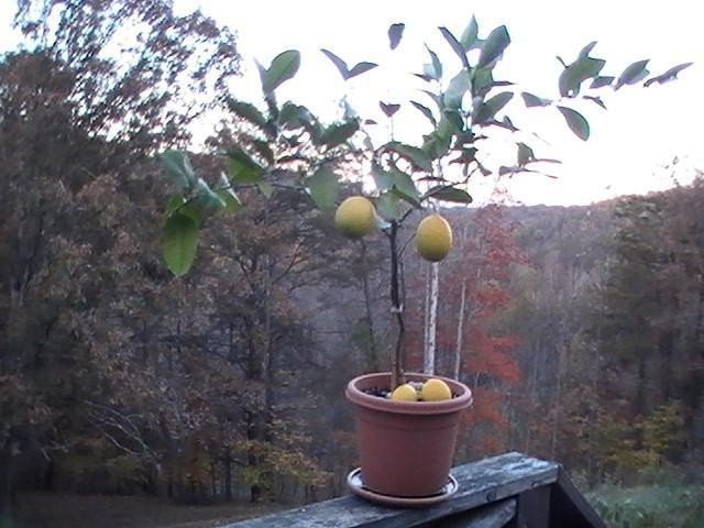 Лимонное дерево в домашних условиях