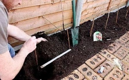 Подготовка почвы для посадки малины