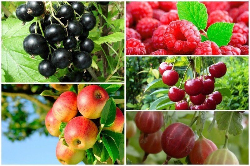 Совместимость плодово-ягодных культур