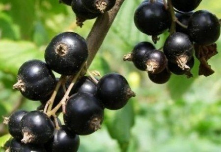 Черная смородина селеченская виноградная