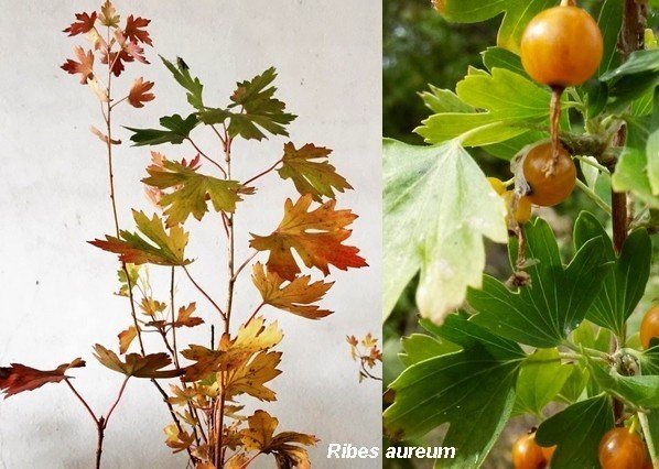 Смородина золотая – ribes aureum pursh листья