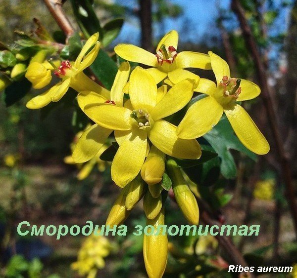 Смородина золотистая ribes aureum