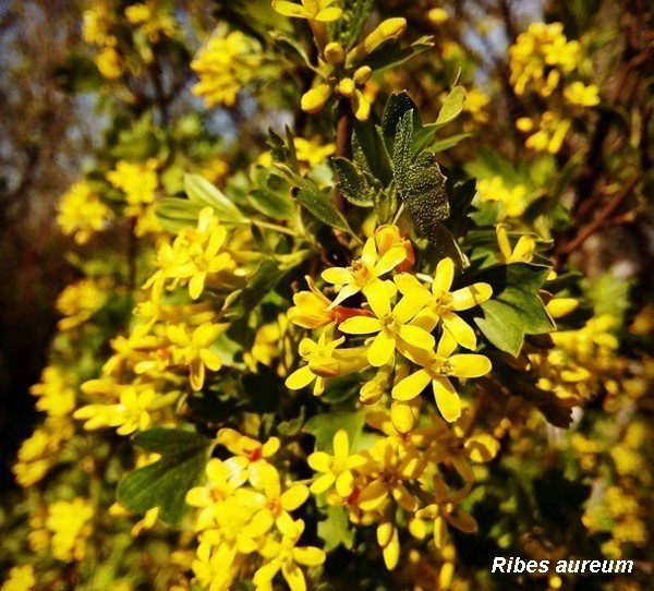 Смородина золотистая ribes aureum