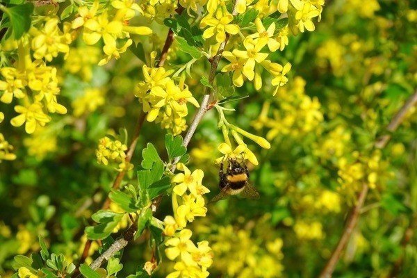 Смородина золотистая ribes aureum