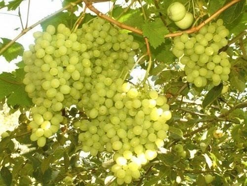 Виноград плодовый алешенькин