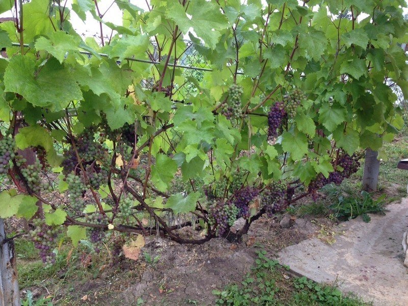 Формировка грозди винограда