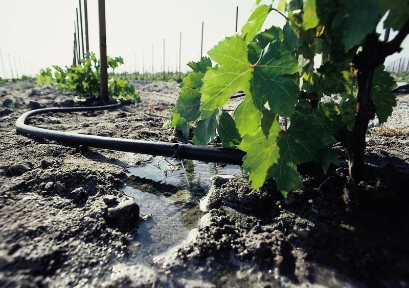 Капельное система орошение винограда