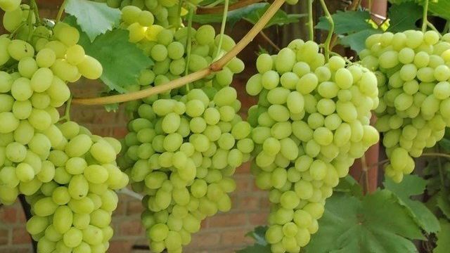 Нужна ли пересадка винограда на новое место осенью