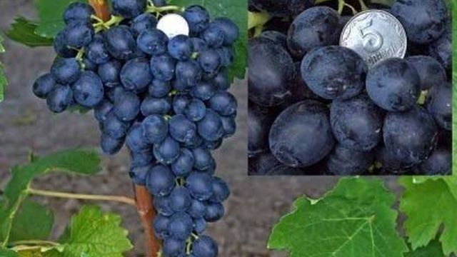 Описание сорта виноград Аттика