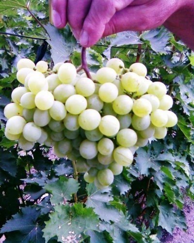 Сорт винограда алешенькин
