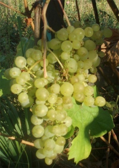 Сорта винограда гуно