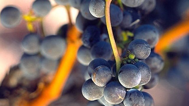 Темпранильо – ароматный винный букет из жгучей Испании