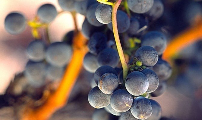 Темпранильо сорт винограда