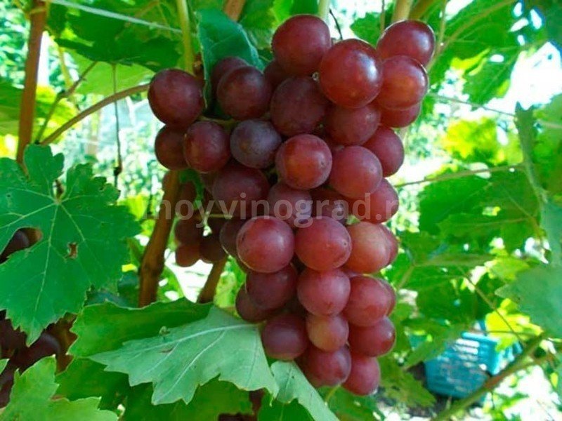 Сорт винограда прометей