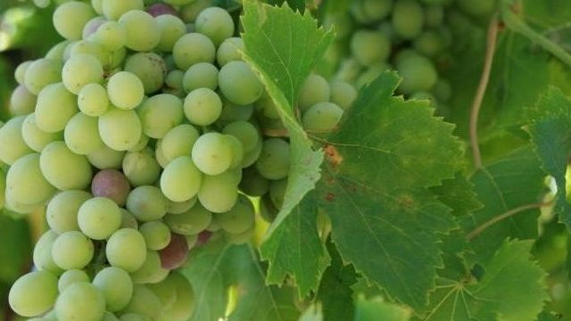 Виноград Дружба: краткое описание сорта, основные характеристики и особенности выращивания