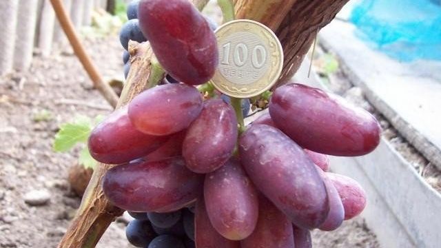 Виноград «Изюминка» — описание сорта, фото, отзывы, правила посадки и профилактика