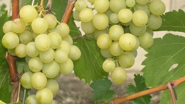 Виноград «Кеша»: описание сорта, фото, отзывы